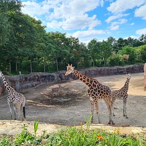 Savanna - Rothschild giraffes in main paddock