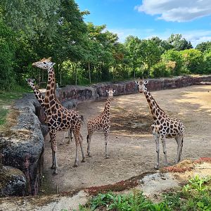 Savanna - Rothschild giraffes in main paddock