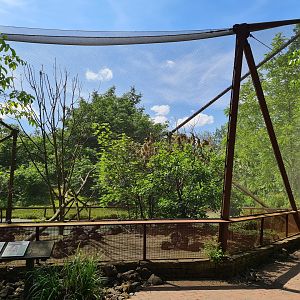 Rainforest - Congo aviary