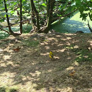 Rainforest - Black-headed weaver in Congo aviary