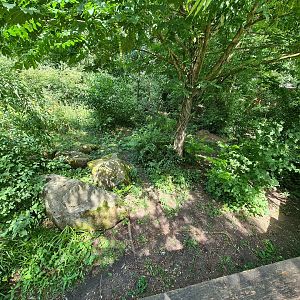 Rainforest - Bat-eared fox enclosure