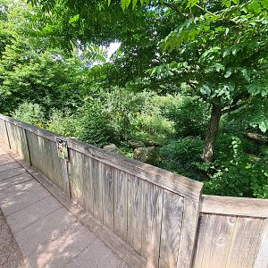 Rainforest - Bat-eared fox enclosure