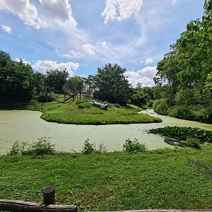 Rainforest - View to Gorilla enclosure
