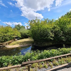 Rainforest - Pygmy hippo enclosure