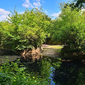 Rainforest - Pygmy hippo enclosure