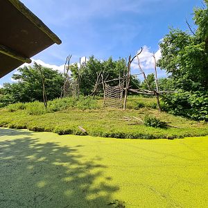 Rainforest - Western lowland gorilla enclosure