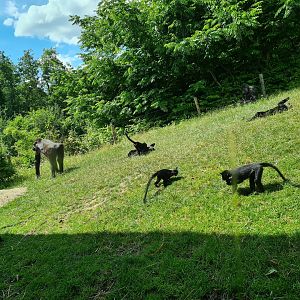 Rainforest - Crested mangabey and Western lowland gorilla