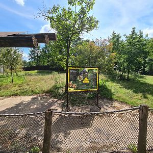 Rainforest - Future Bongo site