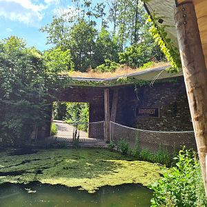 Rainforest - Pathway near Gorillas and future Bongo enclosure