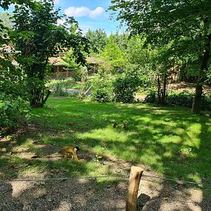 Rainforest - Squirrel monkey forest