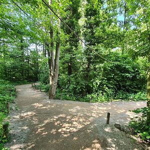 Rainforest - Squirrel monkey forest