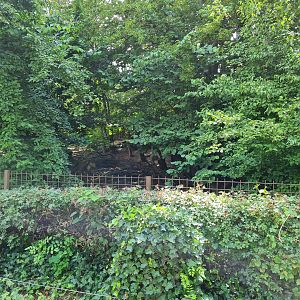 Rainforest - White-lipped peccary enclosure in Squirrel monkey forest