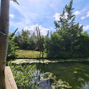 Rainforest - View of Red-faced spider monkeys from Squirrel monkey forest