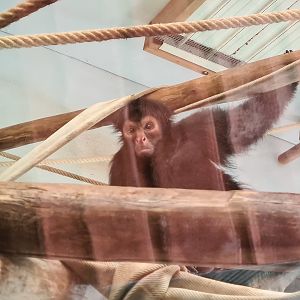 Rainforest - Red-faced spider monkey