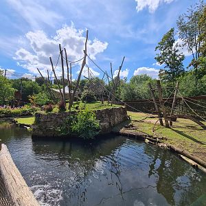 Rainforest - Yellow-breasted capuchin monkey island