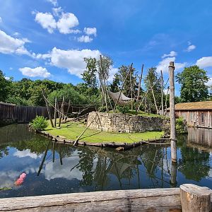 Rainforest - Yellow-breasted capuchin monkey island