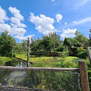 Rainforest - Mixed S. American primates island
