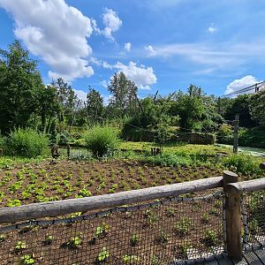 Rainforest - New planted area