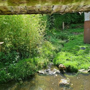 Rainforest - Azara's agouti in Puna aviary