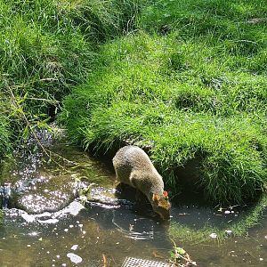 Rainforest - Azara's agouti