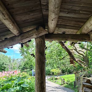 Rainforest - Metal leafcutter ants