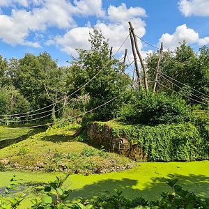 Rainforest - Mixed primate island