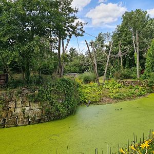 Rainforest - Mixed primate island