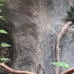 Rainforest - Guadeloupean anole in Tapir Terraium building