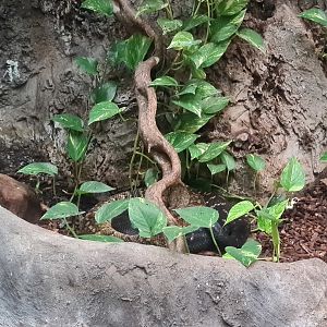 Rainforest - Jamaican boa in Tapir Terrarium building