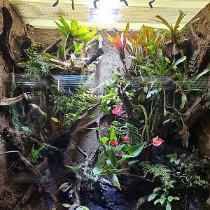 Rainforest - Poison frog enclosure in Tapir Terrarium building