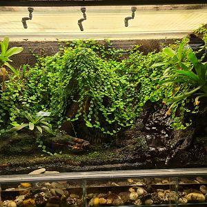 Rainforest - Poison frog enclosure in Tapir Terrarium building