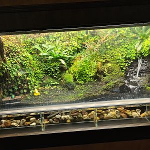 Rainforest - Poison frog enclosure in Tapir Terrarium building