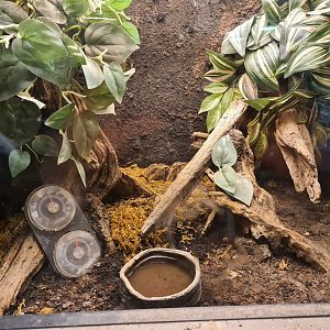 Rainforest - Tarantula enclosure in Tapir Terrarium building