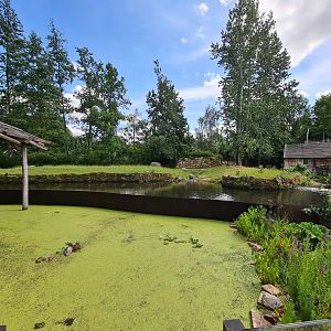 Rainforest - Lowland tapir enclosure