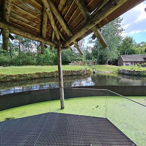 Rainforest - Lowland tapir main viewing point