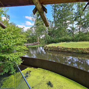 Rainforest - Lowland tapir enclosure