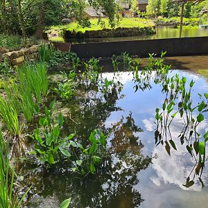 Rainforest - Marsh area near Tapir enclosure
