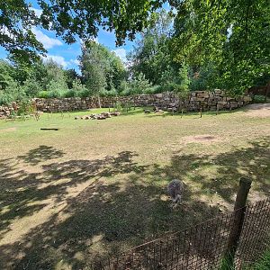 Rainforest - Pampas enclosure