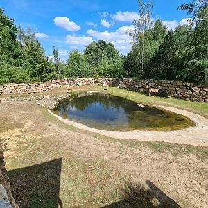 Rainforest - Pampas enclosure