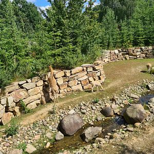 Rainforest - Pampas enclosure