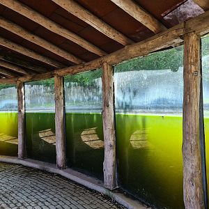Pygmy hippo underwater viewing point near Restaurant plaza
