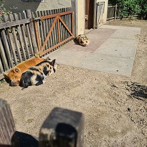 Limburg farm - Kune-Kune pigs