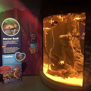 Coral Signage by the Piranha Tank