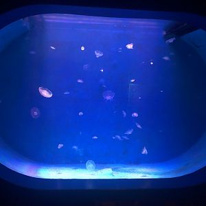 Jellyfish Tank