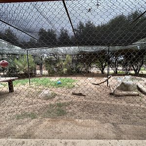 Cougar Exhibit