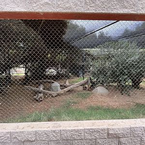 Bobcat Exhibit