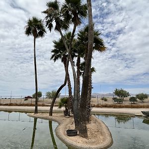 Spider Monkey Island #5