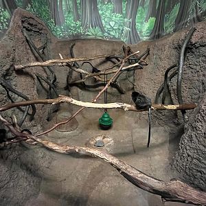 Red-Handed Tamarin Exhibit