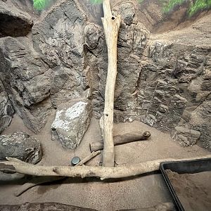 Hairy Armadillo Exhibit