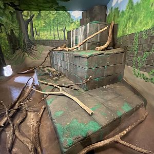 Greater Grison Indoor Exhibit